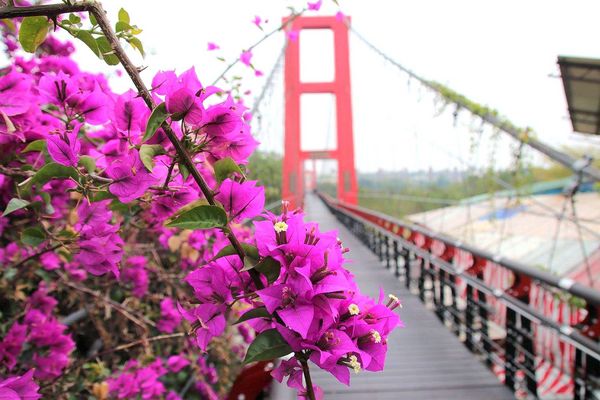 行嘉吊橋：【嘉義景點】行嘉吊橋~九重葛樹開滿花/行嘉燈影/吊橋傳情/真愛密碼