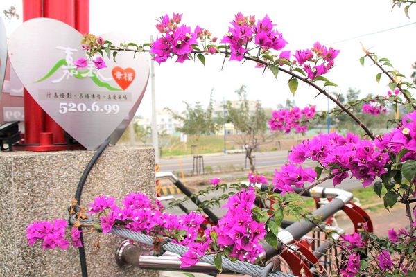 行嘉吊橋：【嘉義景點】行嘉吊橋~九重葛樹開滿花/行嘉燈影/吊橋傳情/真愛密碼