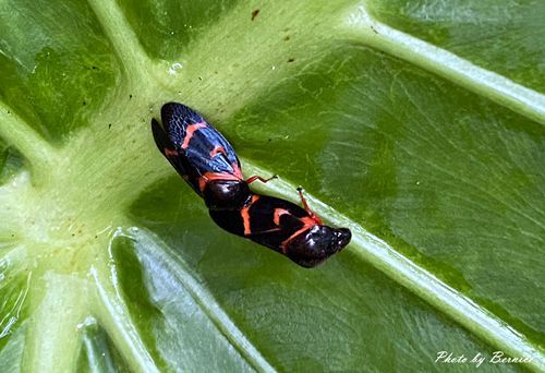 0705 天溪園23.jpg