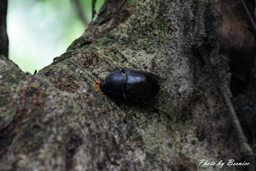 0705 天溪園14.jpg