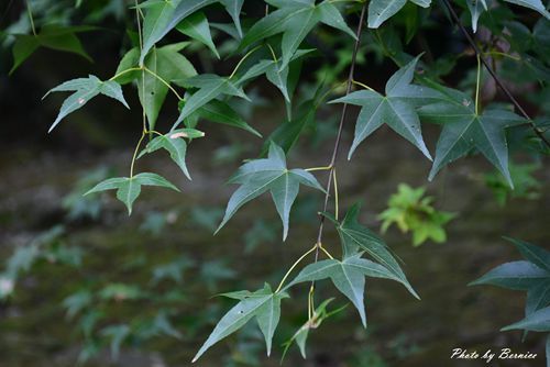 0705 天溪園12.jpg