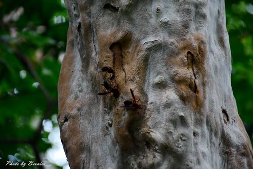 0705 天溪園10.jpg