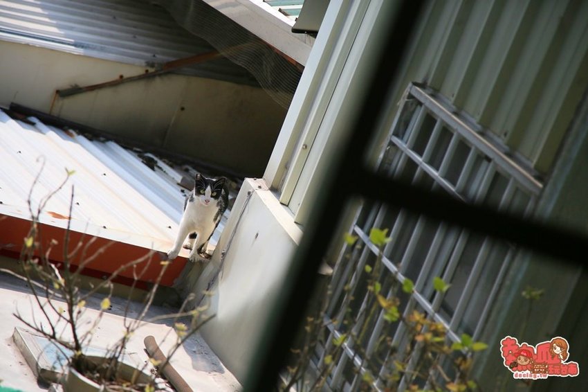 台南信義街內的百年老宅民宿,金曲歌王的台南客廳:屎溝墘客廳(秋冬旅遊補助「台南市海市山盟城鎮漫遊X民宿好眠」活動) - 熱血玩台南。跳躍新世界