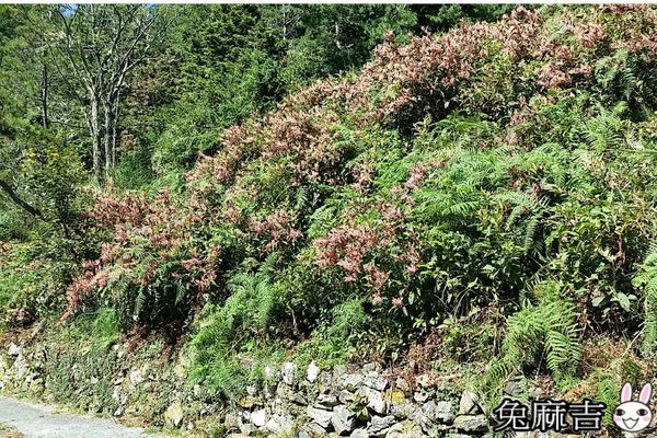 大雪山小雪山 (20).jpg 大雪山小雪山 (20).jpg