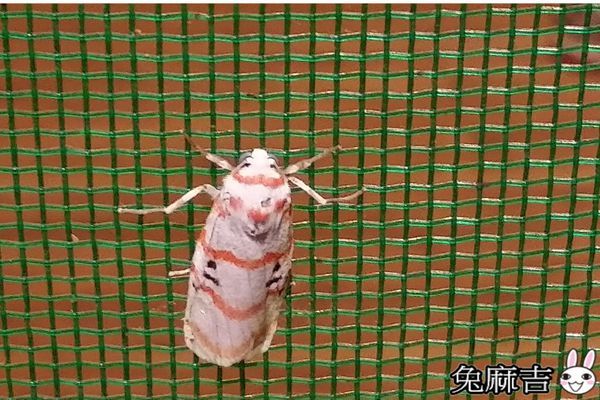 大雪山小雪山 (8).jpg 大雪山小雪山 (8).jpg