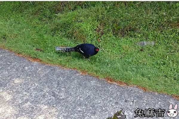 大雪山小雪山 (15).jpg 大雪山小雪山 (15).jpg