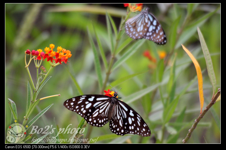高雄.田寮-月世界特殊惡地形+泥火山