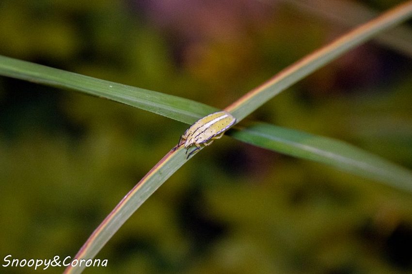 【住宿．宜蘭】礁溪長榮鳳凰酒店～2018秋季住房專案／秋逗．夜遊．泰精彩。1500坪親水空間、多元遊樂設施，輕鬆度假享受悠閒