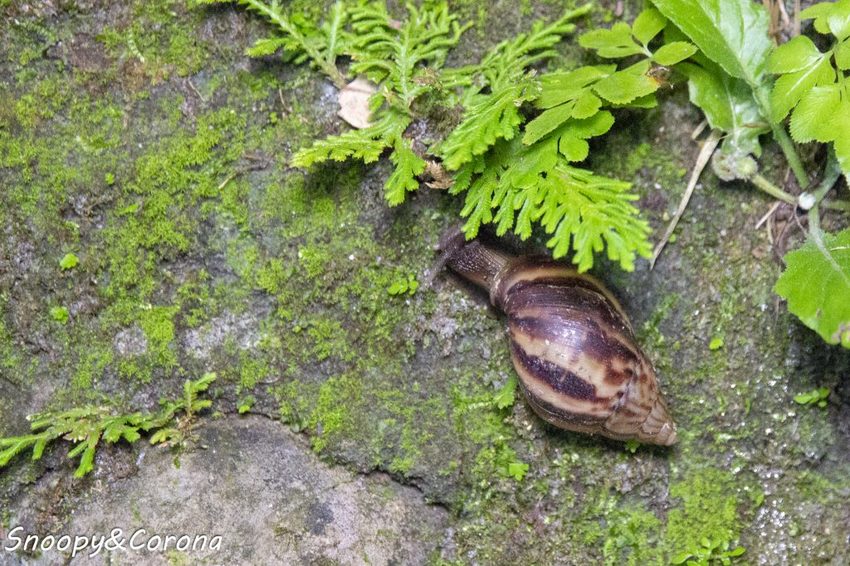 【住宿．宜蘭】礁溪長榮鳳凰酒店～2018秋季住房專案／秋逗．夜遊．泰精彩。1500坪親水空間、多元遊樂設施，輕鬆度假享受悠閒