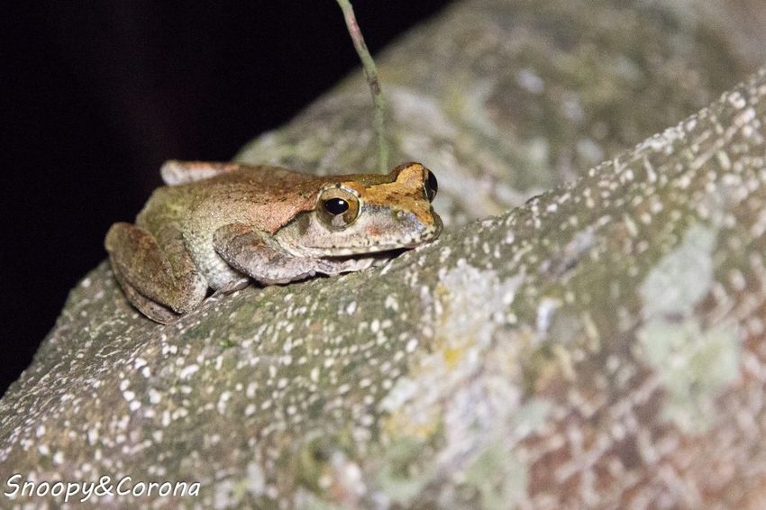 【住宿．宜蘭】礁溪長榮鳳凰酒店～2018秋季住房專案／秋逗．夜遊．泰精彩。1500坪親水空間、多元遊樂設施，輕鬆度假享受悠閒