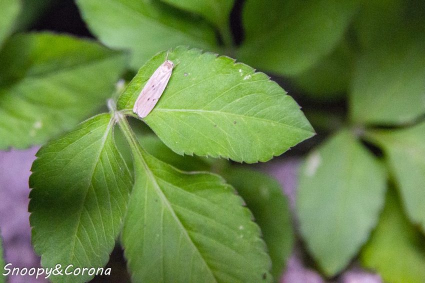 【住宿．宜蘭】礁溪長榮鳳凰酒店～2018秋季住房專案／秋逗．夜遊．泰精彩。1500坪親水空間、多元遊樂設施，輕鬆度假享受悠閒