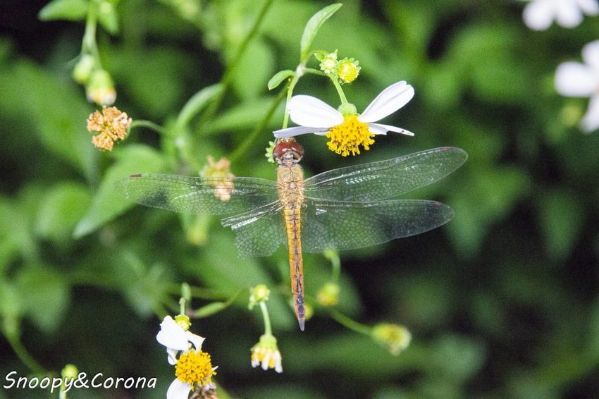 【住宿．宜蘭】礁溪長榮鳳凰酒店～2018秋季住房專案／秋逗．夜遊．泰精彩。1500坪親水空間、多元遊樂設施，輕鬆度假享受悠閒