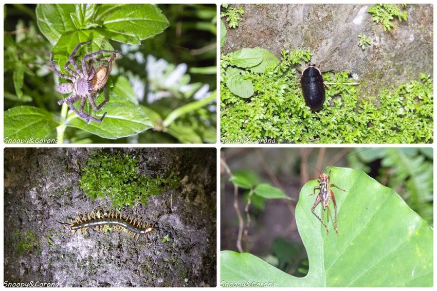 【住宿．宜蘭】礁溪長榮鳳凰酒店～2018秋季住房專案／秋逗．夜遊．泰精彩。1500坪親水空間、多元遊樂設施，輕鬆度假享受悠閒