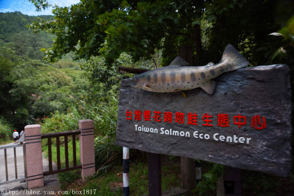 台中市和平區旅遊行程推薦觀魚台 武陵農場 台中 和平 台灣櫻花鉤吻鮭生態中心 鮭魚館 七家灣溪 鮭魚的家 武陵農場觀魚台 Walkerland Taipeiwalker Japanwalker Walkerland
