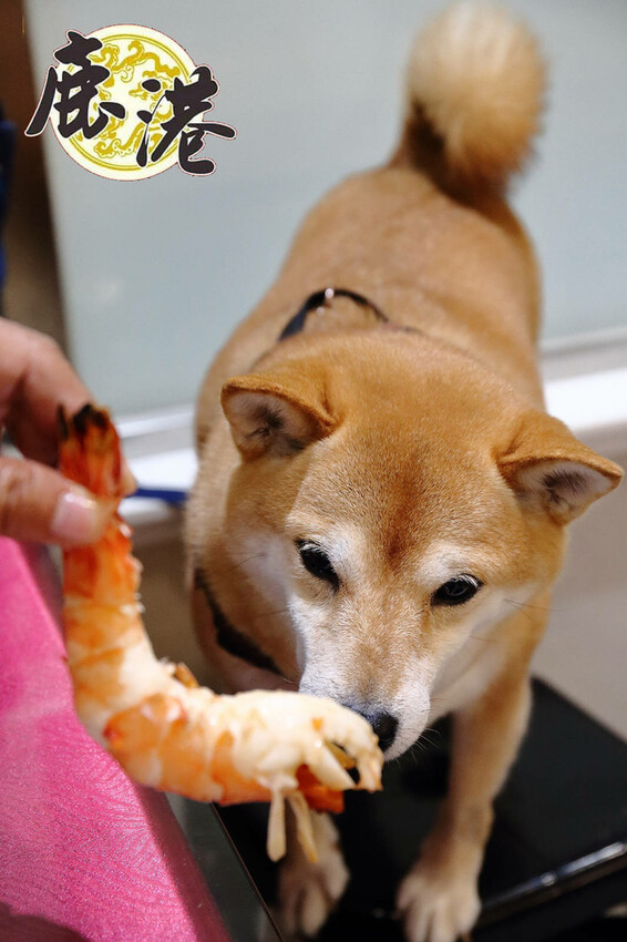 【梧棲漁港海鮮餐廳推薦】鹿港平價海鮮,代客料理價格親民,海鮮 【梧棲漁港海鮮餐廳推薦】鹿港平價海鮮,代客料理價格親民,海鮮