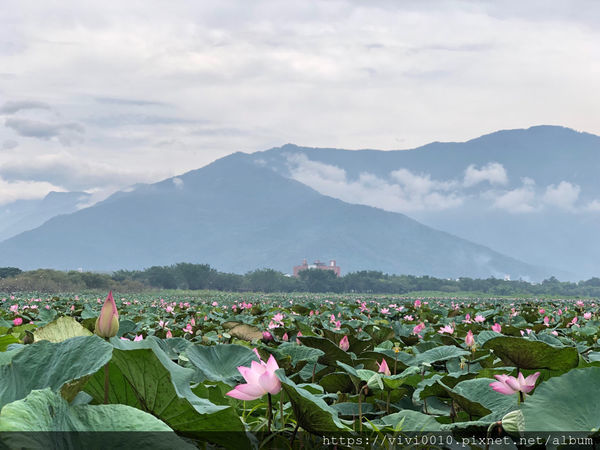 圓圓家出去玩-《台東景點》池上天堂路，不只ㄧ顆金城武樹，寬闊田園與山景，美的就像一幅畫