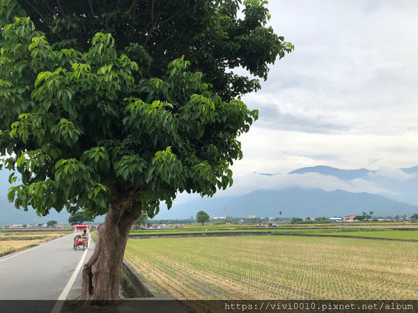 圓圓家出去玩-《台東景點》池上天堂路，不只ㄧ顆金城武樹，寬闊田園與山景，美的就像一幅畫
