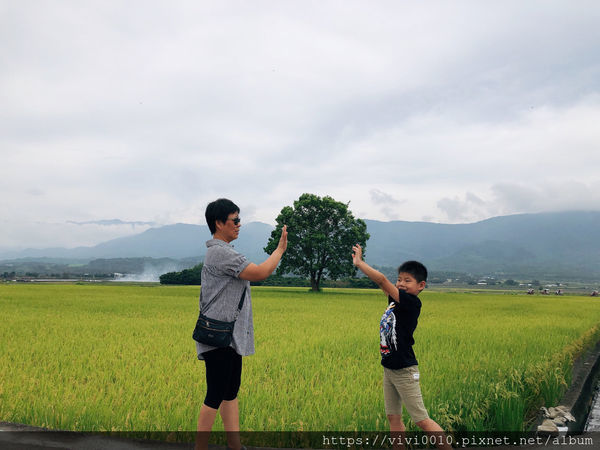 圓圓家出去玩-《台東景點》池上天堂路，不只ㄧ顆金城武樹，寬闊田園與山景，美的就像一幅畫