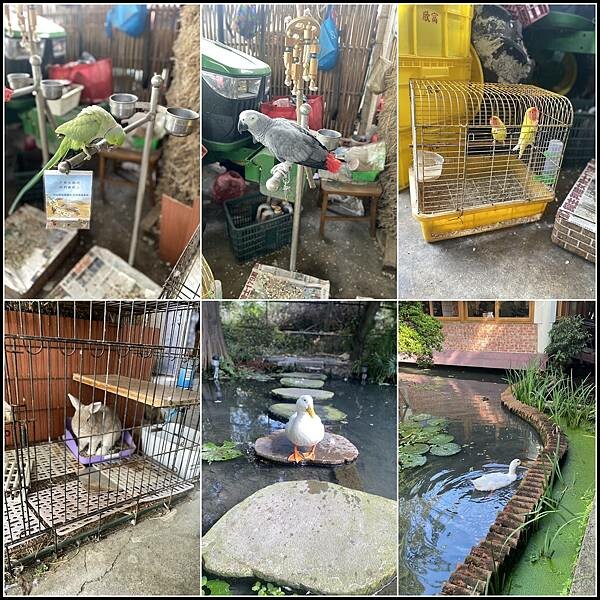 【台中南屯/寵物友善/景觀餐廳推薦】【田寮農莊】庭園景觀餐廳