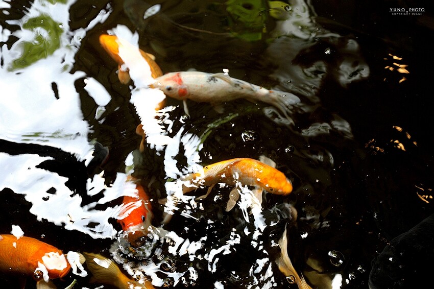 隱身市區的絕美「落羽松秘境」景觀網美餐廳VS古早味農家菜 台中南屯寵物友善餐廳｜田寮農莊