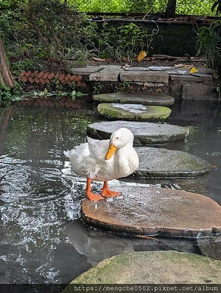 台中市南屯區田寮農莊-二訪！台中南屯景觀餐廳推薦，離高鐵站7分鐘台中辦桌總舖師現煮古早味農家菜料理