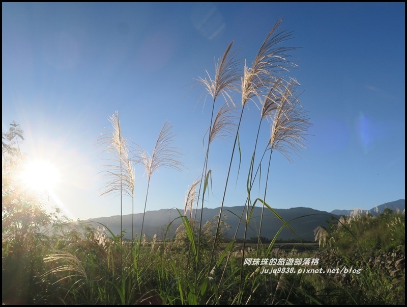蘭陽溪甜根子草1.JPG