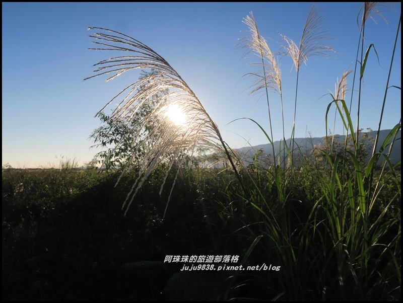 蘭陽溪甜根子草2.JPG