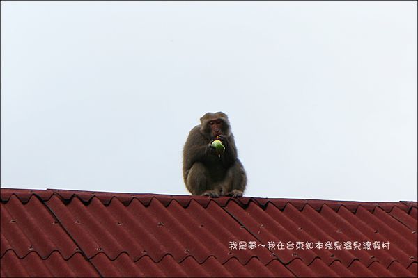 台東知本泓泉溫泉渡假村10.jpg