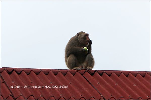 台東知本泓泉溫泉渡假村11.jpg