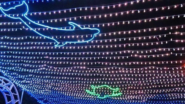 【2019澎湖國際海灣燈光節】15米大鯨魚主燈、400米星空虹橋,詳細內容介紹,完整拍攝體驗分享