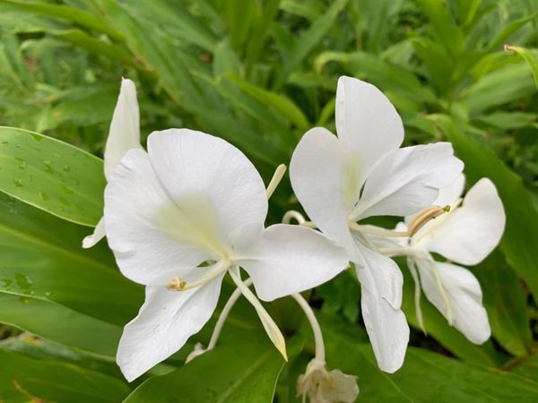 68396791_723924608062671_3408294503449100288_n