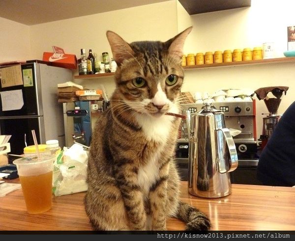 貓咪52-貓咪先生.JPG
