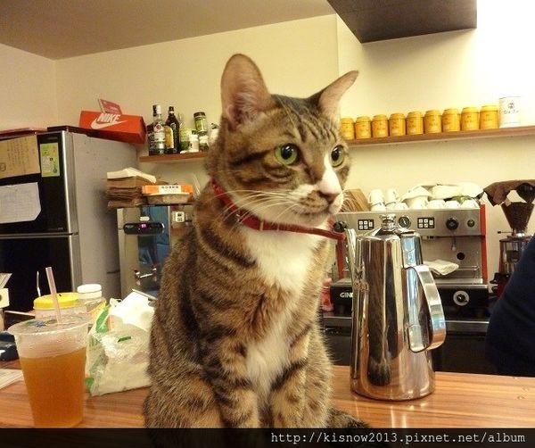 貓咪53-貓咪先生.JPG