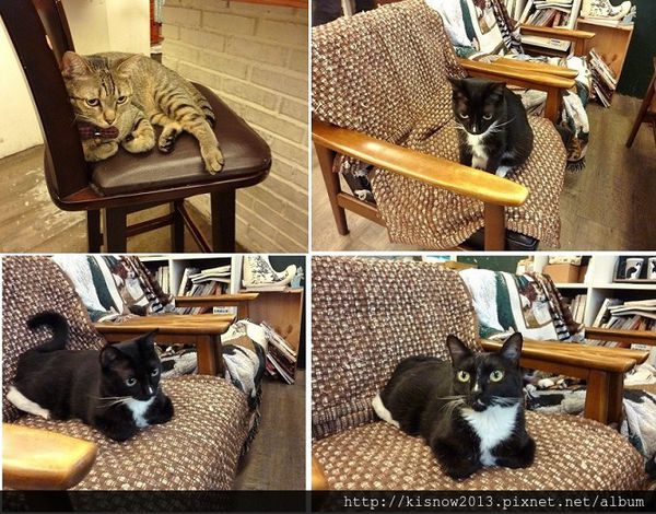 貓咪49-貓咪.JPG