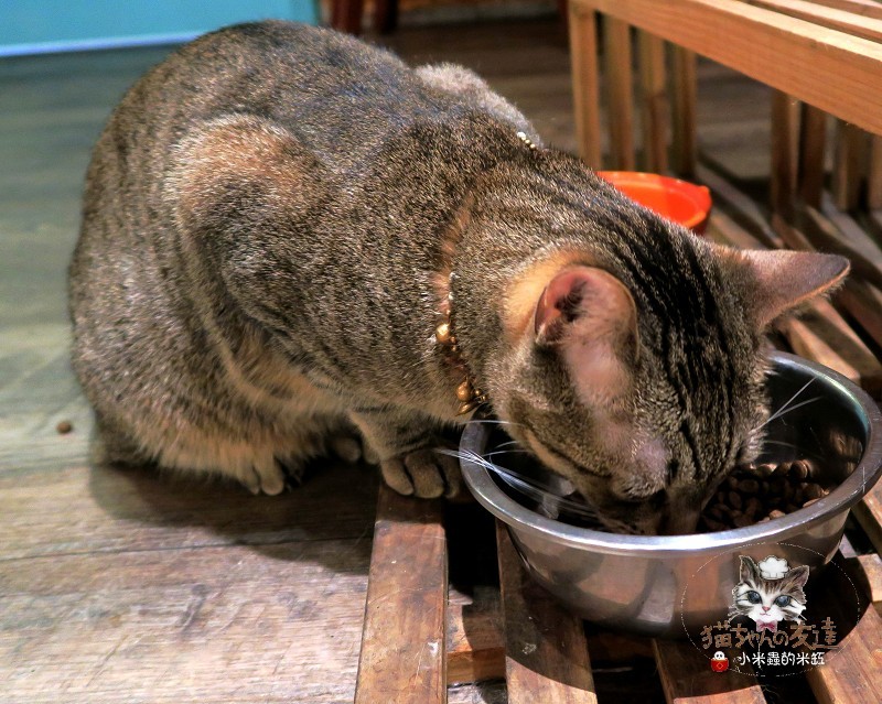 【捷運忠孝復興站】貓咪先生的朋友 ~美式早午餐/下午茶，有貓咪坐鎮的可愛小店♥