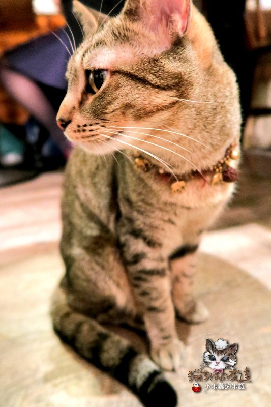 【捷運忠孝復興站】貓咪先生的朋友 ~美式早午餐/下午茶，有貓咪坐鎮的可愛小店♥