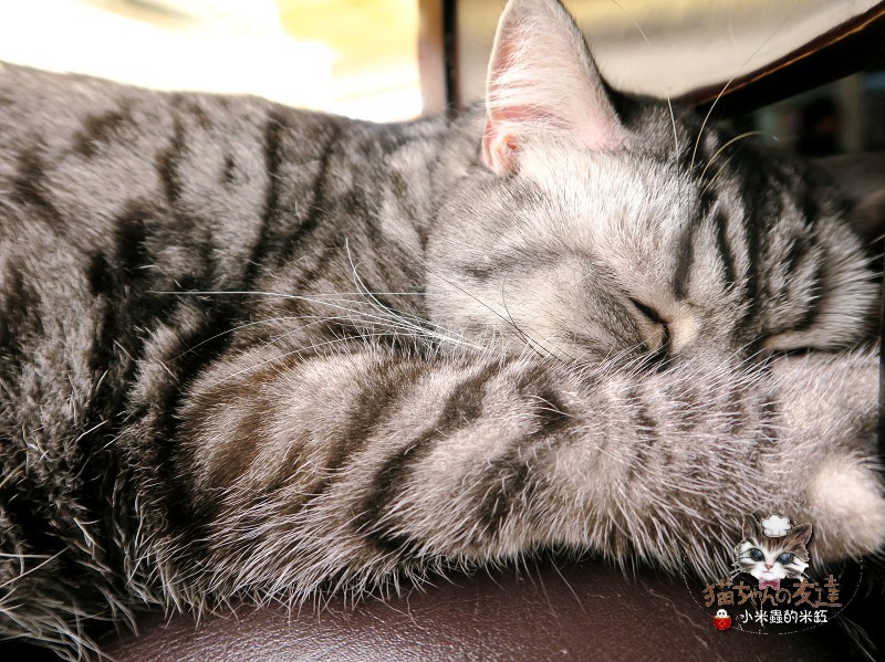 【捷運忠孝復興站】貓咪先生的朋友 ~美式早午餐/下午茶，有貓咪坐鎮的可愛小店♥