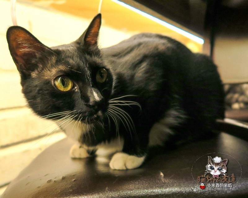 【捷運忠孝復興站】貓咪先生的朋友 ~美式早午餐/下午茶，有貓咪坐鎮的可愛小店♥