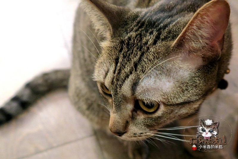 【捷運忠孝復興站】貓咪先生的朋友 ~美式早午餐/下午茶，有貓咪坐鎮的可愛小店♥