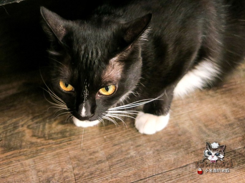 【捷運忠孝復興站】貓咪先生的朋友 ~美式早午餐/下午茶，有貓咪坐鎮的可愛小店♥