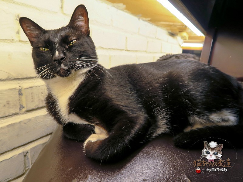 【捷運忠孝復興站】貓咪先生的朋友 ~美式早午餐/下午茶，有貓咪坐鎮的可愛小店♥