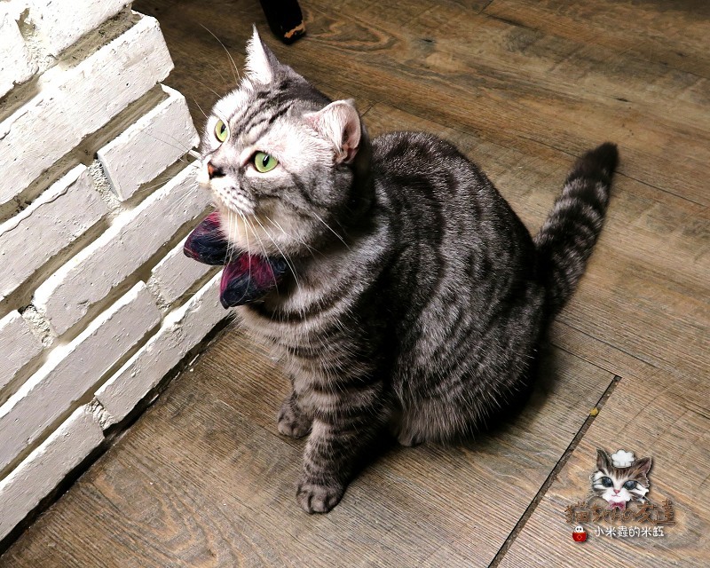 【捷運忠孝復興站】貓咪先生的朋友 ~美式早午餐/下午茶，有貓咪坐鎮的可愛小店♥