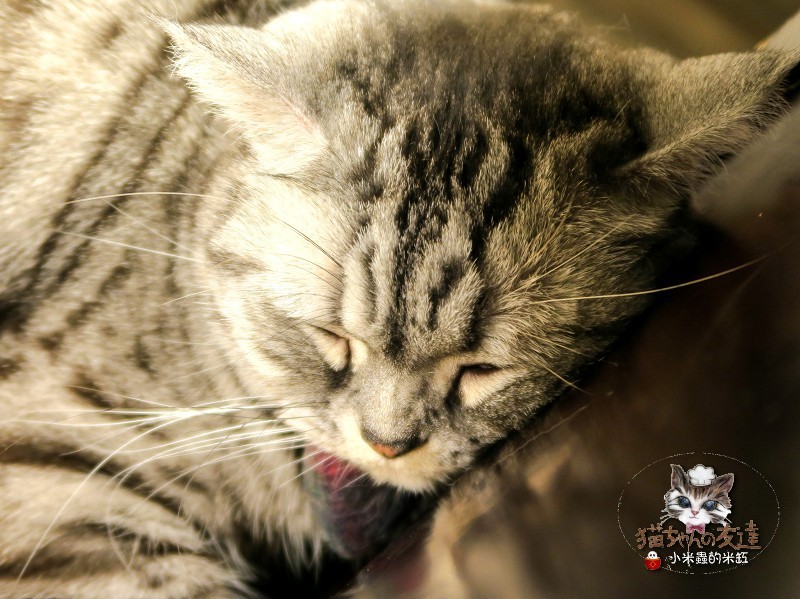 【捷運忠孝復興站】貓咪先生的朋友 ~美式早午餐/下午茶，有貓咪坐鎮的可愛小店♥