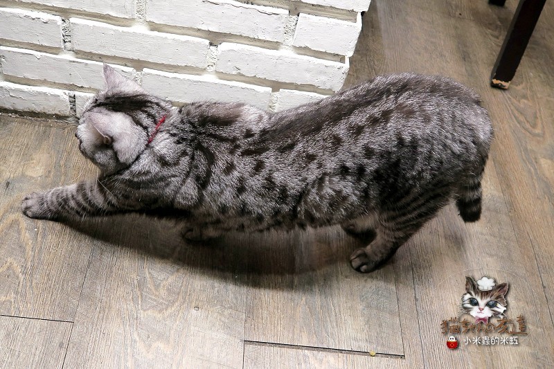 【捷運忠孝復興站】貓咪先生的朋友 ~美式早午餐/下午茶，有貓咪坐鎮的可愛小店♥