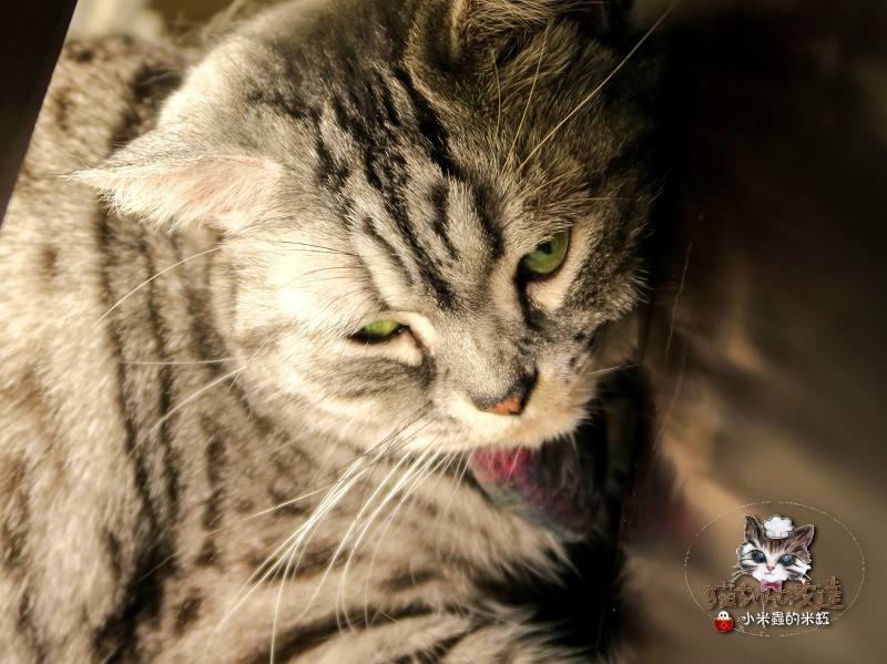 【捷運忠孝復興站】貓咪先生的朋友 ~美式早午餐/下午茶，有貓咪坐鎮的可愛小店♥