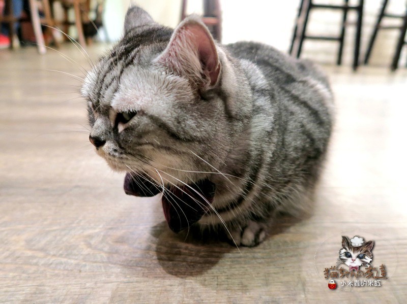 【捷運忠孝復興站】貓咪先生的朋友 ~美式早午餐/下午茶，有貓咪坐鎮的可愛小店♥