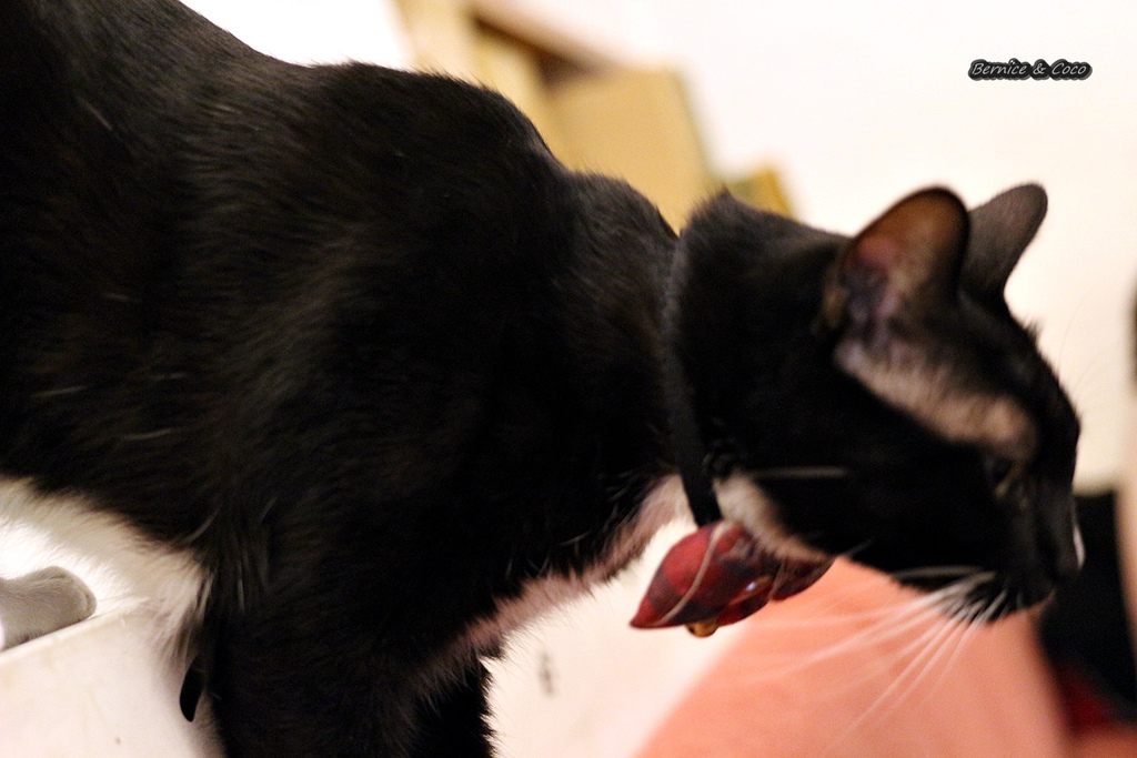 IMG_9787.JPG IMG_9787.JPG