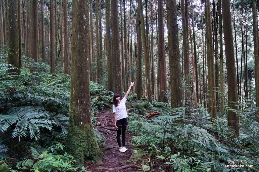 [苗栗可以這樣玩]苗栗竹南 慢活海線之旅 崎頂子母隧道 中港老街 假日之森 龍鳳漁港 夢幻漁光產地餐桌 - 安妮的天空
