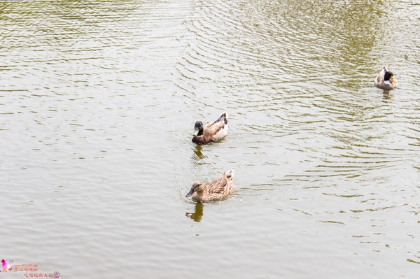 南州糖廠:屏東︱台糖南州觀光糖廠 100元玩一整天的充氣滑梯,冷門景點不用人擠人! 南州糖廠:屏東︱台糖南州觀光糖廠 100元玩一整天的充氣滑梯,冷門景點不用人擠人!