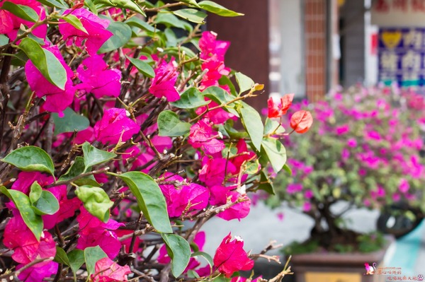 南州糖廠:屏東︱台糖南州觀光糖廠 100元玩一整天的充氣滑梯,冷門景點不用人擠人! 南州糖廠:屏東︱台糖南州觀光糖廠 100元玩一整天的充氣滑梯,冷門景點不用人擠人!